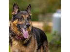 Adopt Jafar a German Shepherd Dog