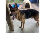 Adopt Sultan a German Shepherd Dog