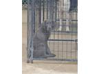 Adopt Shadow a Great Pyrenees, German Shepherd Dog
