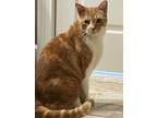 Adopt Goliath a American Shorthair