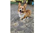 Dog for adoption - Journey, a Corgi