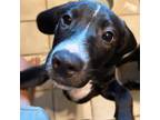 Dog for adoption - Tyler, a Labrador Retriever