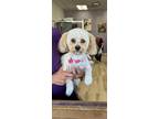 Dog for adoption - Honey, a Miniature Poodle Mix
