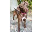 Cassie, Labrador Retriever For Adoption In Navarre, Florida