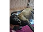 Raven, Labrador Retriever For Adoption In Lorain, Ohio