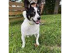Zito, Rat Terrier For Adoption In Whitehall, Pennsylvania