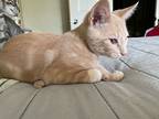 Luigi, Domestic Shorthair For Adoption In Attalla, Alabama