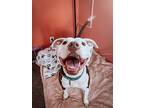 Donut, American Pit Bull Terrier For Adoption In Norristown, Pennsylvania