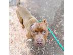 Tooki, American Pit Bull Terrier For Adoption In Oakland, California