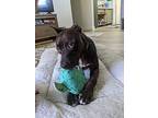 Sorrel, American Staffordshire Terrier For Adoption In Miami, Florida