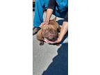 Mush, Terrier (unknown Type, Small) For Adoption In Tuckerton, New Jersey