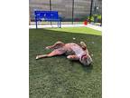 Big Momma, American Pit Bull Terrier For Adoption In Elk Grove, California