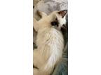 Teeter, Siamese For Adoption In Goodyear, Arizona