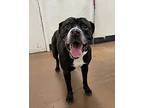 Homer, American Pit Bull Terrier For Adoption In Chico, California