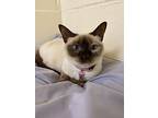 Sagwa, Siamese For Adoption In Burgaw, North Carolina