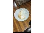 Gohan, Domestic Shorthair For Adoption In Dayton, Ohio
