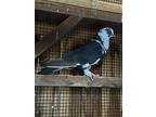 Gorgeous George, Pigeon For Adoption In San Francisco, California