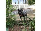 Rufus, American Staffordshire Terrier For Adoption In Spencerport, New York
