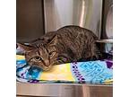 Aurora, Domestic Shorthair For Adoption In Sioux City, Iowa