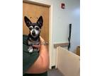 Adopt Holly Pocket a Mixed Breed