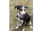 Adopt Nova a German Shepherd Dog, Mixed Breed