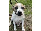 Adopt Ashley a Pit Bull Terrier, Mixed Breed