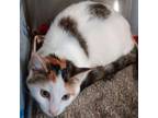 Adopt Josie a Domestic Short Hair