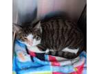 Adopt Jezzebel a Domestic Short Hair