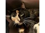 Adopt Patches a Domestic Short Hair