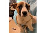 Adopt Rio a Hound