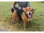 Adopt Riley a Hound