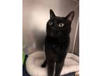Adopt Idjit a Domestic Short Hair