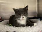 Adopt Judge Judy a Domestic Short Hair