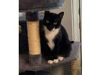 Adopt Lucy & Princess Bonded a Domestic Long Hair
