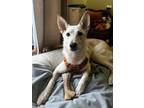 Adopt Alexie a Australian Cattle Dog / Blue Heeler, Collie