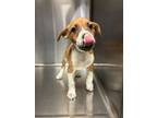 Adopt Sydney a Hound