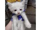 Adopt Gracie a Domestic Short Hair