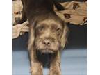 Adopt Yoda a Terrier, Pit Bull Terrier