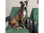 Adopt Trinity a Pit Bull Terrier
