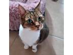 Adopt Ugima a Domestic Short Hair