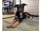 Adopt Button a German Shepherd Dog