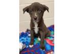 Adopt Froya a Australian Shepherd