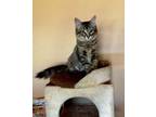 Adopt Delilah a Domestic Long Hair