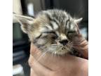 Adopt Rocky a Domestic Short Hair
