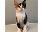 Adopt Minnie a Domestic Short Hair