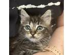 Adopt Boo-Berry a Domestic Long Hair