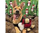 Adopt Lolita a German Shepherd Dog