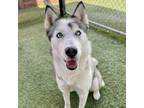 Adopt Ripley a Husky