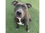 Adopt Gracie a Pit Bull Terrier