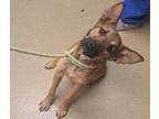 Adopt Carmelita a German Shepherd Dog